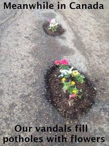 canada pothole meme - Meanwhile in Canada Our vandals fill. potholes with flowers