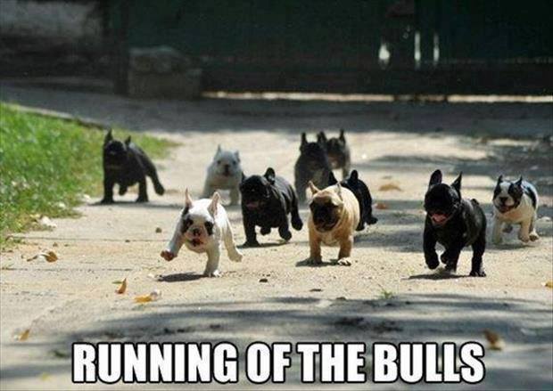 french bulldog meme - Running Of The Bulls