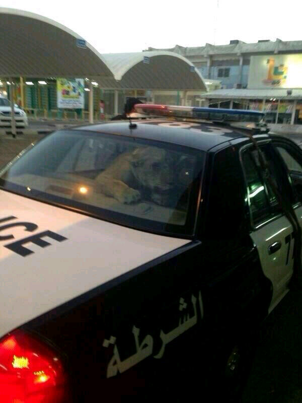 lion in kuwait