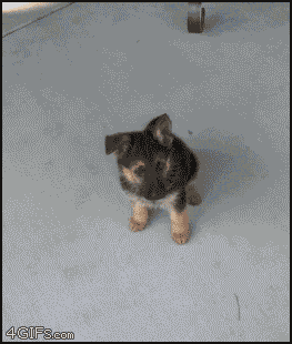 one year old puppy - 4GIFs.com