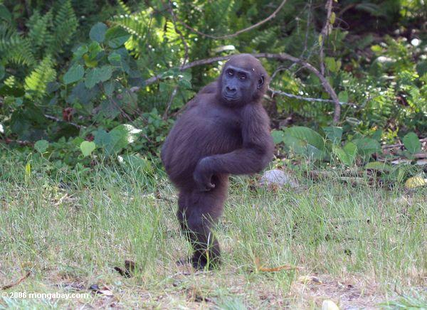 male gorilla - 2006 mongabay.com