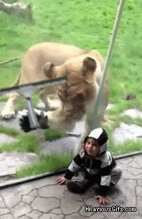 lion trying to eat kid gif - Hilarious Gifs.com