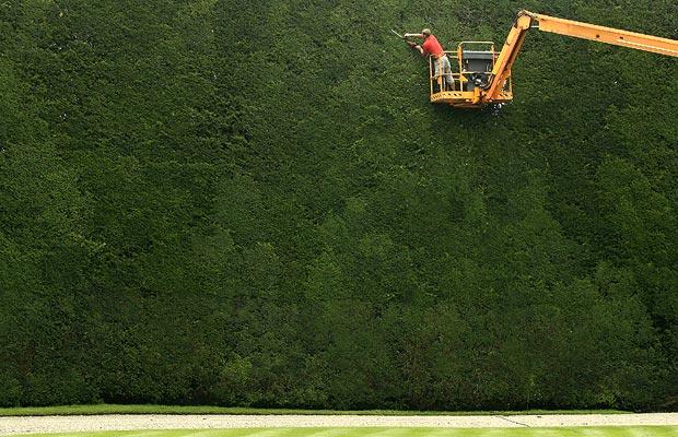 A 300 year old, 50 foot tall hedge.