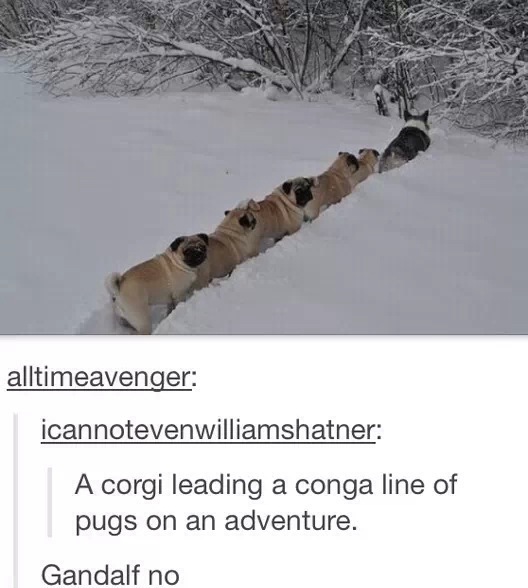 corgi leading pugs - alltimeavenger icannotevenwilliamshatner A corgi leading a conga line of pugs on an adventure. Gandalf no