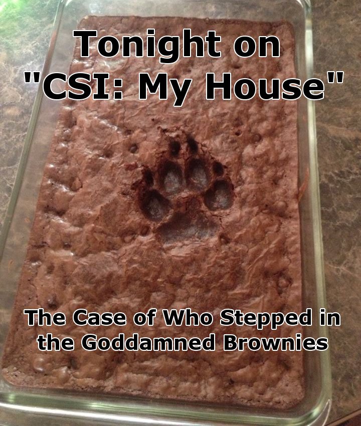 tonight on csi my house - Tonight on "Csi My House" The Case of Who Stepped in the Goddamned Brownies
