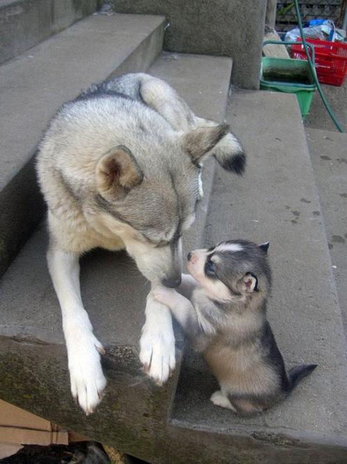 animals and their mini me