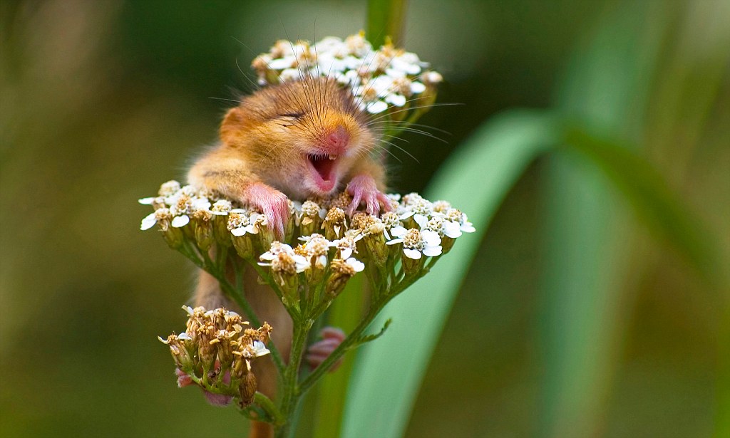 laughing dormouse