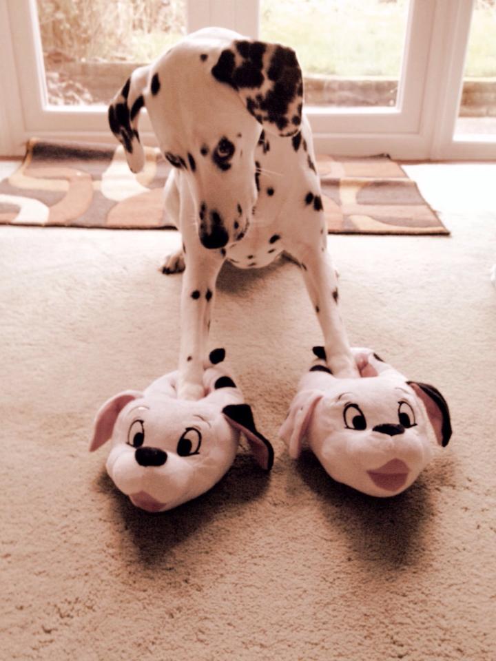 dog wearing dog slippers