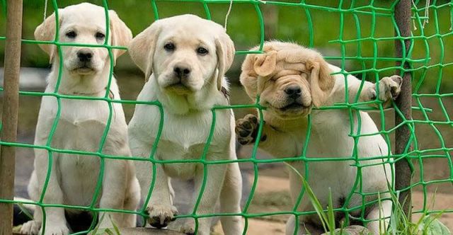 curiosity dogs