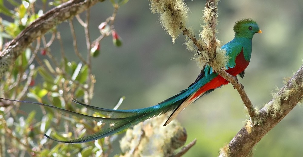 guatemala national bird