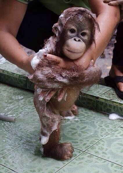 baby orangutan bath