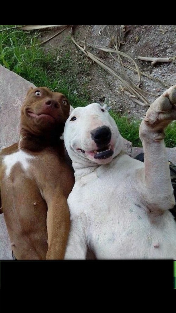 selfie dogs