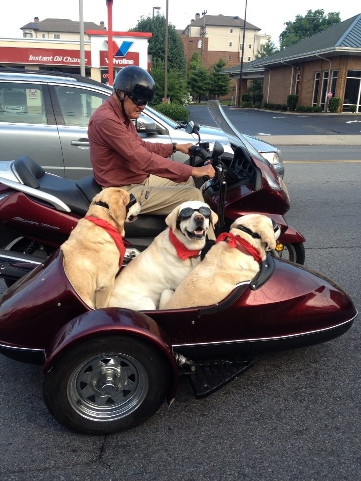 sidecar dogs - Instant Oil Chan Ivoline