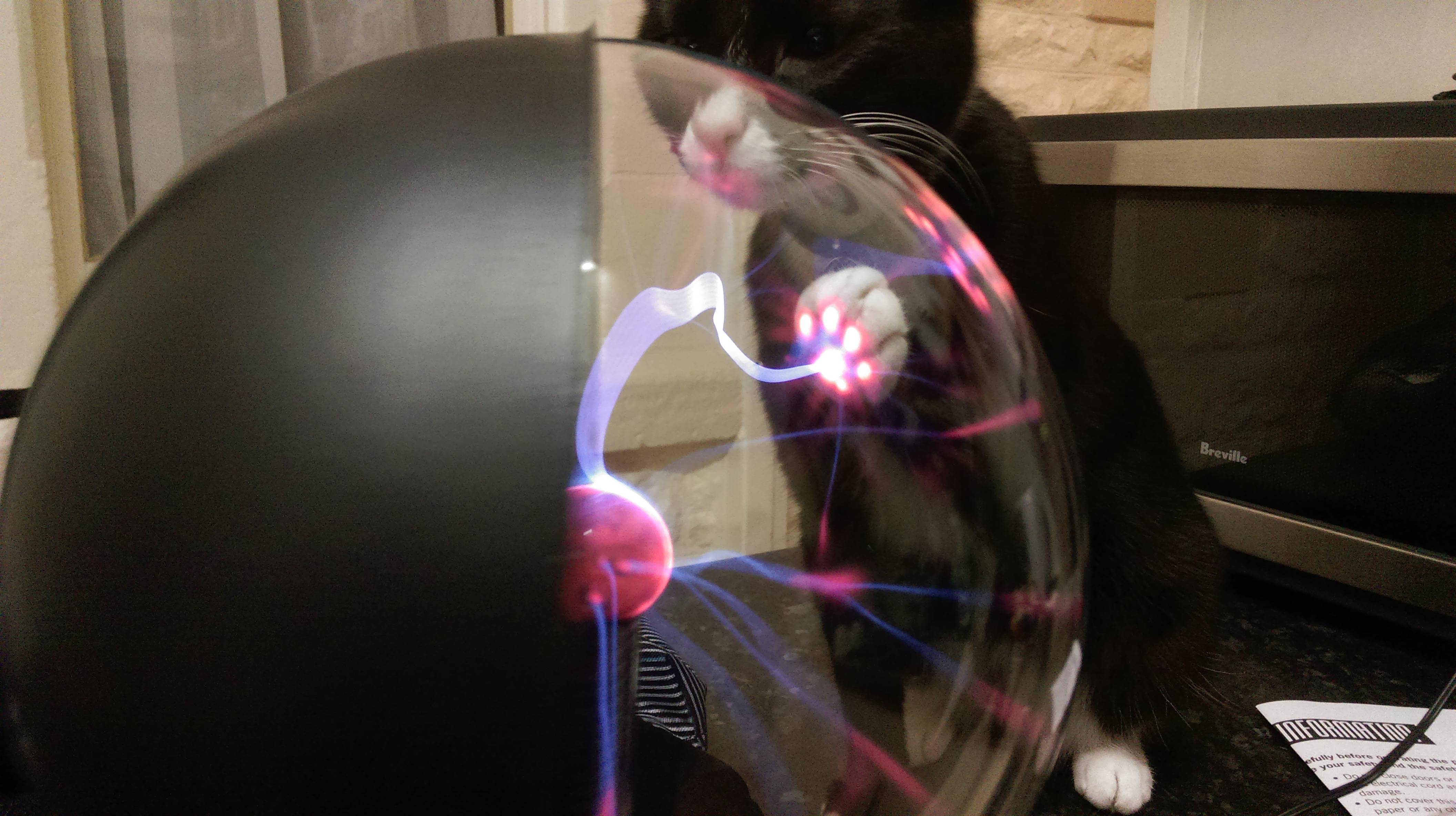 cat plasma ball