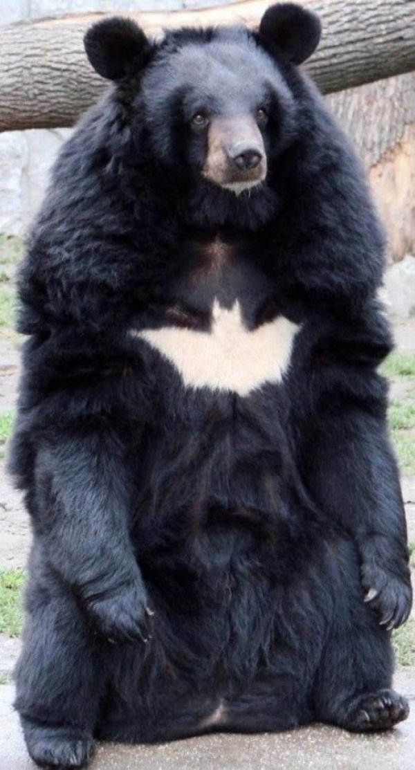 batman bear - i