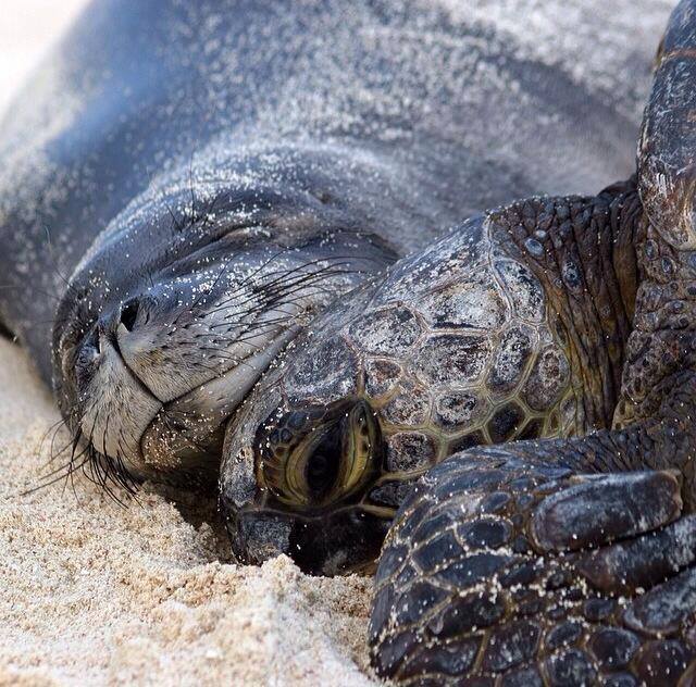 monk seal sea turtle
