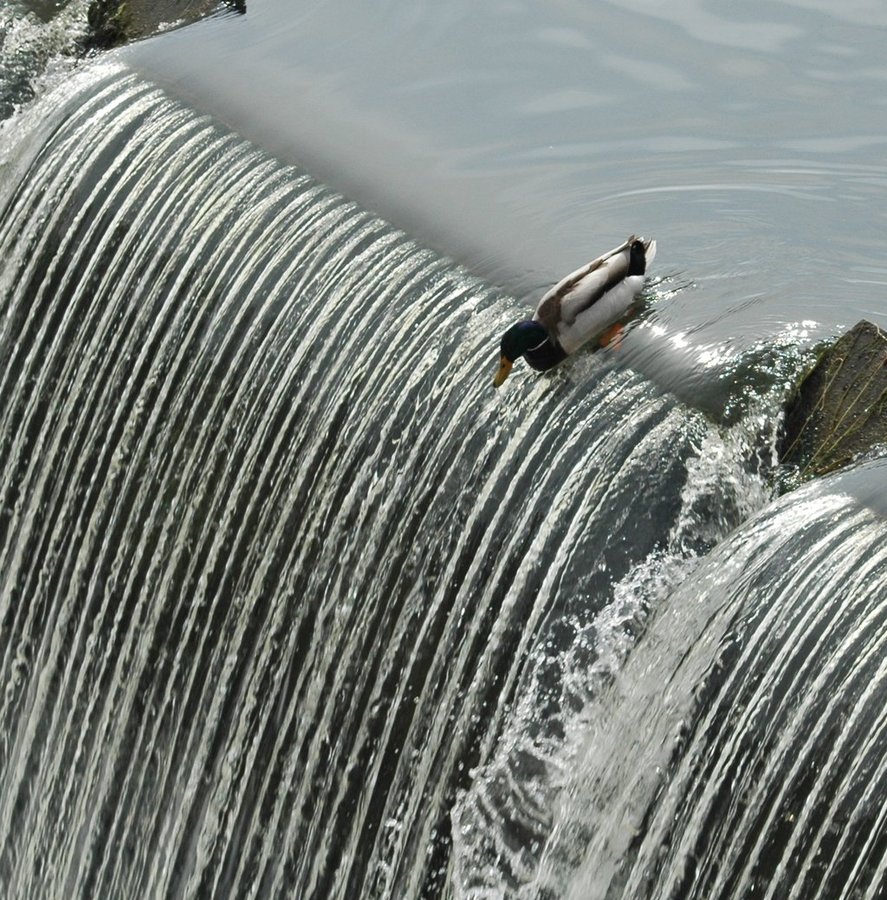 duck waterfall meme.