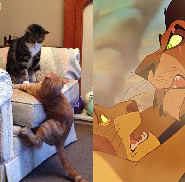 cats lion king