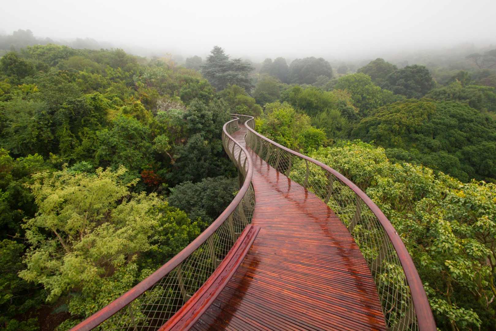 walkway above trees south africa