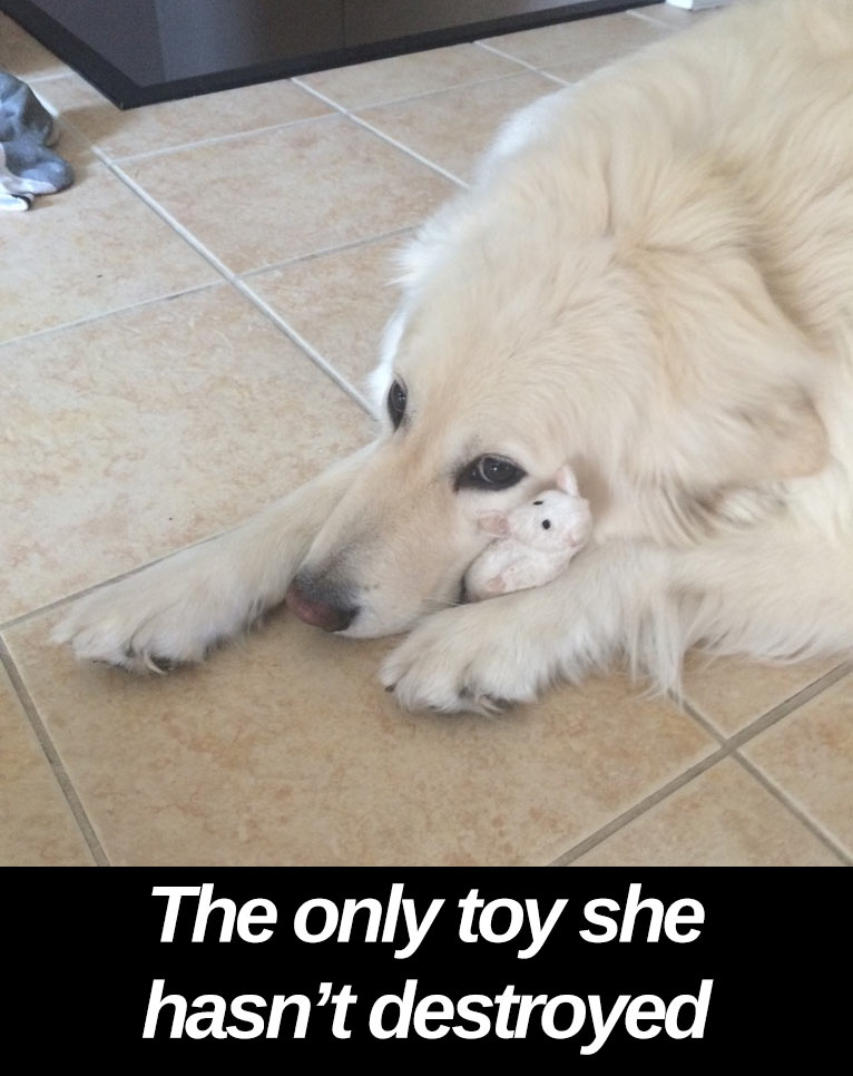 Dog - The only toy she hasn't destroyed