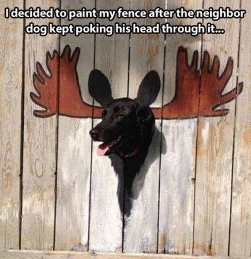 dog window in fence - I decided to paint my fence after the neighbor dog kept poking his head through it..