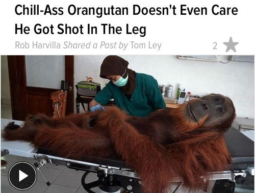chill ass orangutan - ChillAss Orangutan Doesn't Even Care He Got Shot In The Leg Rob Harvilla d a Post by Tom Ley
