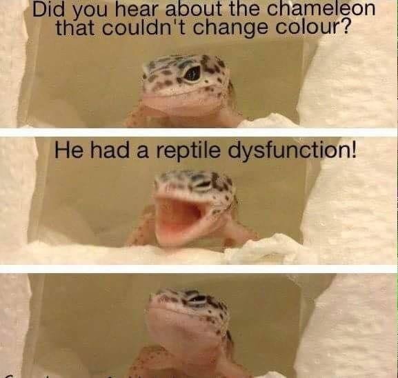 reptile dysfunction meme - Did you hear about the chameleon that couldn't change colour? He had a reptile dysfunction!