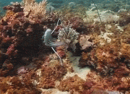 camouflage fish gif - 39