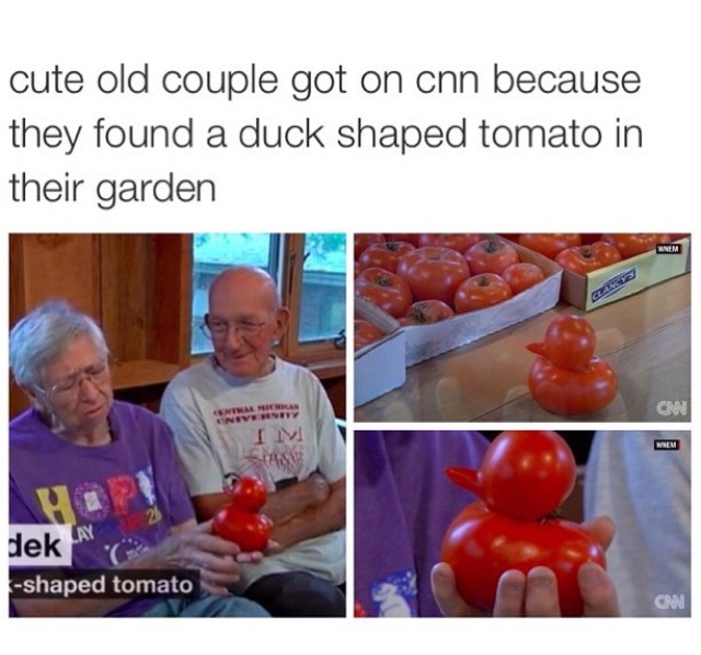 old couple memes - cute old couple got on cnn because they found a duck shaped tomato in their garden Claves Cnn Im Anem dek shaped tomato Cnn