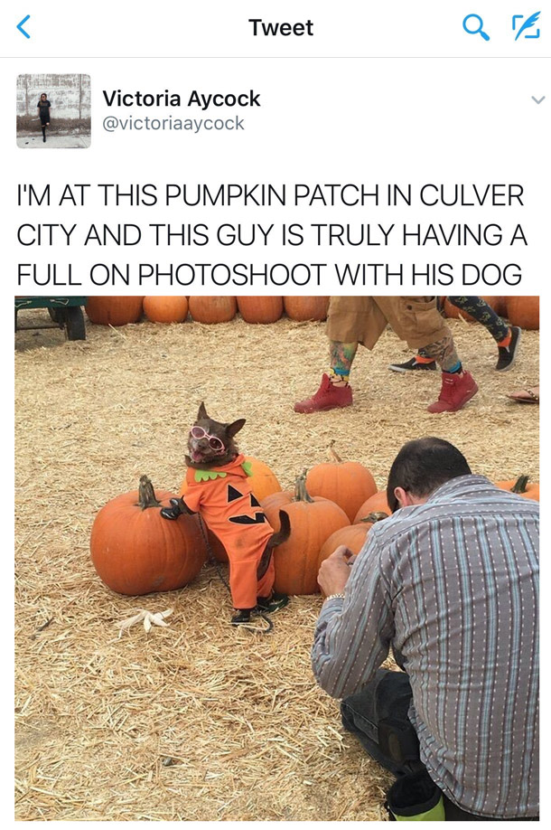 memes - dog pumpkin patch - Tweet Qa Victoria Aycock I'M At This Pumpkin Patch In Culver City And This Guy Is Truly Having A Full On Photoshoot With His Dog