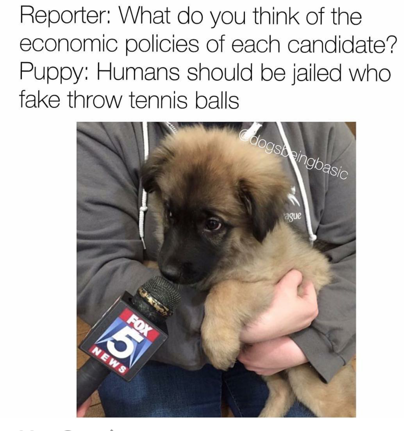 memes - finally an opinion that matters - Reporter What do you think of the economic policies of each candidate? Puppy Humans should be jailed who fake throw tennis balls dogshingbasic