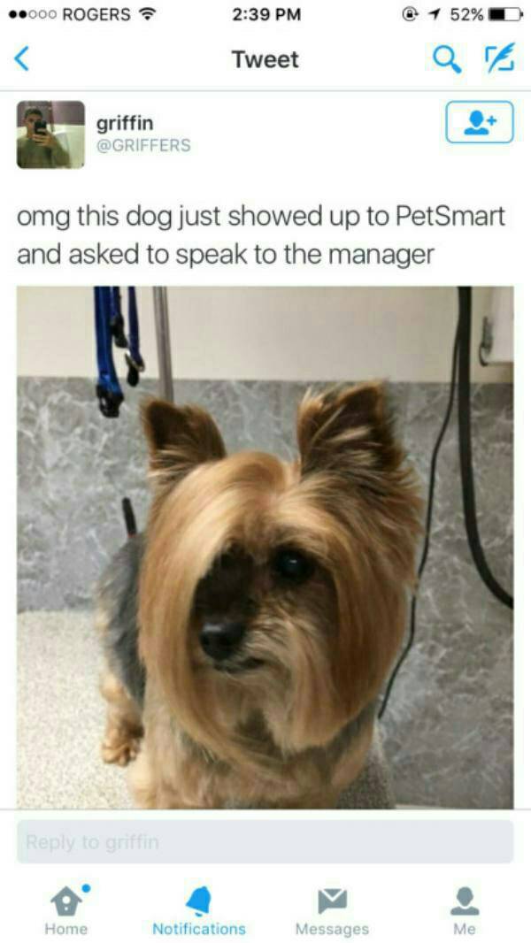 memes - dog wants to speak to the manager - .000 Rogers @ 1 52% D Tweet griffin omg this dog just showed up to PetSmart and asked to speak to the manager to griffin Home Notifications Messages