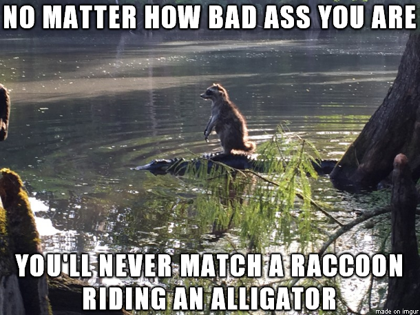 memes - racoon riding an alligator - No Matter How Bad Ass You Are You'Ll Never Match A Raccoon Riding An Alligator made on imgur