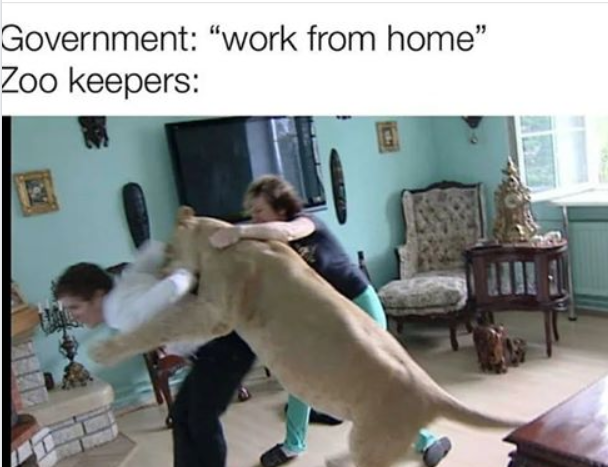 Lion - Government "work from home Zoo keepers