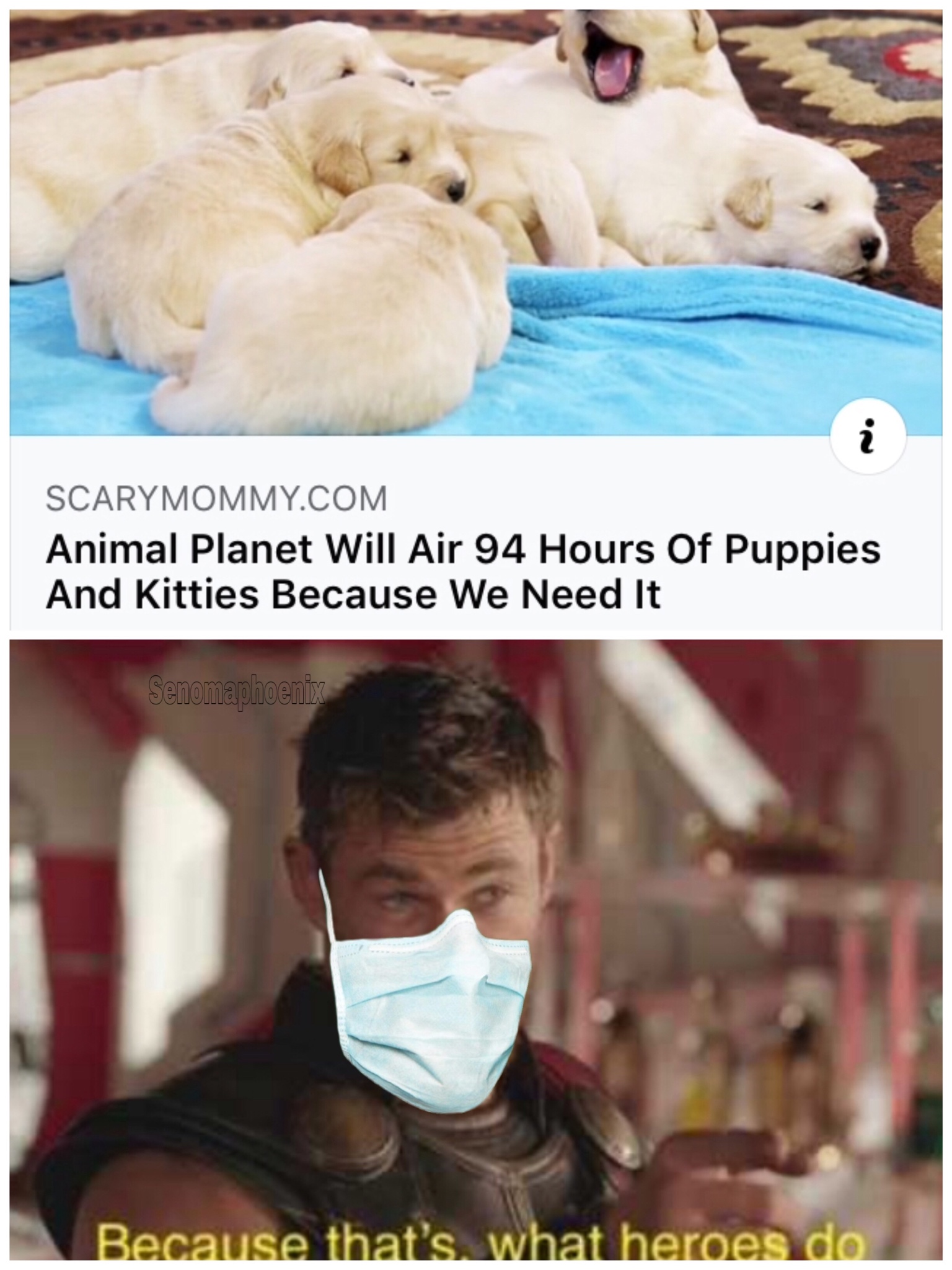 because that's what heroes do meme - Scarymommy.Com Animal Planet Will Air 94 Hours Of Puppies And Kitties Because We Need It Because that's what heroes do