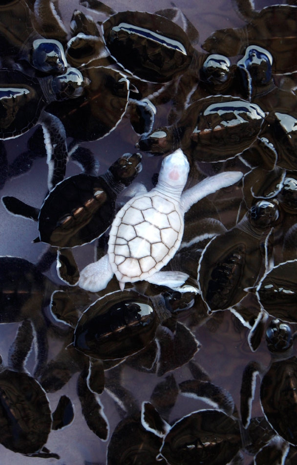 awesome random pics - albino turtle