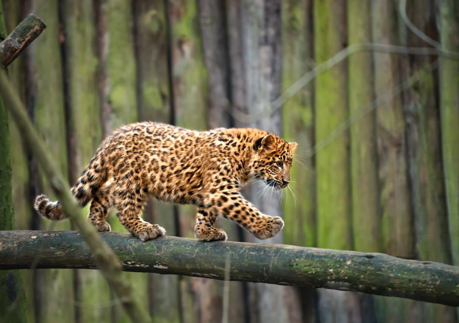awesome random pics - cute amur leopard