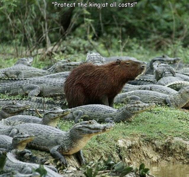 monday morning randomness - chilling capybara meme - "Protect the king at all costs!"