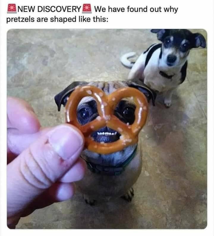 monday morning randomness - dog - New Discovery We have found out why pretzels are shaped this
