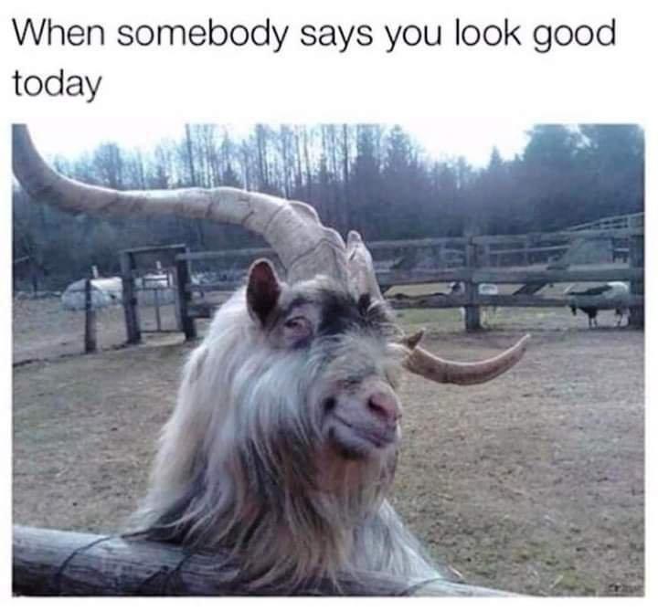 monday morning randomness - horny goat meme - When somebody says you look good today