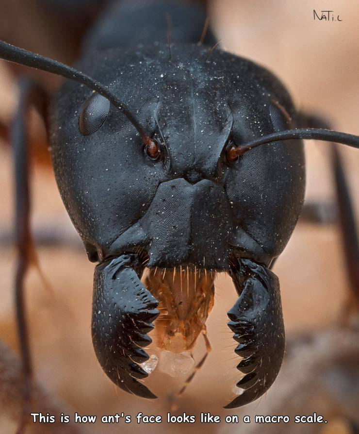 monday morning randomness - ant face - Nati.C This is how ant's face looks on a macro scale.