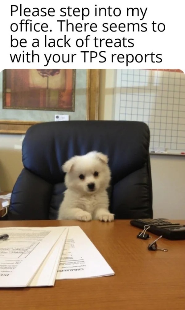 monday morning randomness - puppy office meme - Please step into my office. There seems to be a lack of treats with your Tps reports R.