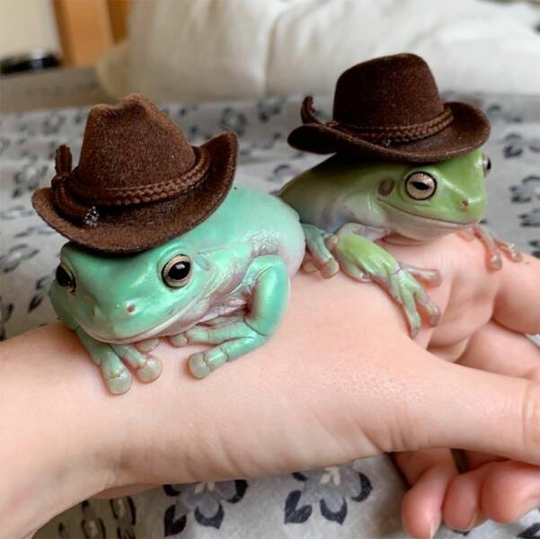 monday morning randomness - cute frogs - 2 20