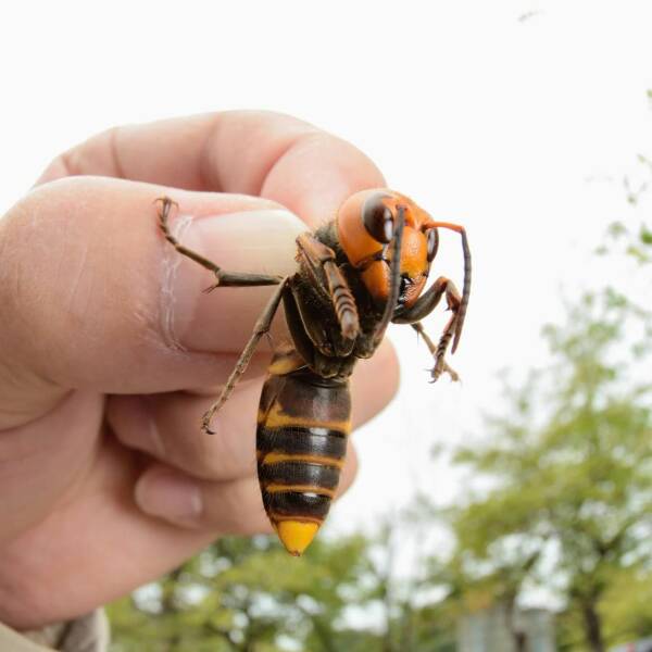 monday morning randomness - asian giant hornet