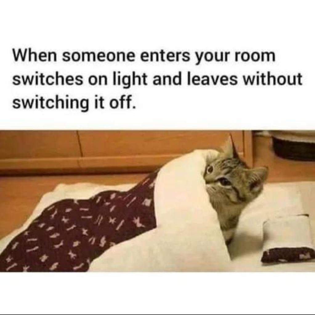monday morning randomness - cat - When someone enters your room switches on light and leaves without switching it off.
