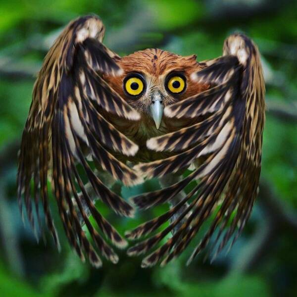 monday morning randomness - Owls