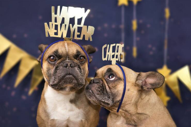 monday morning randomness - new year dog - New Year Chee