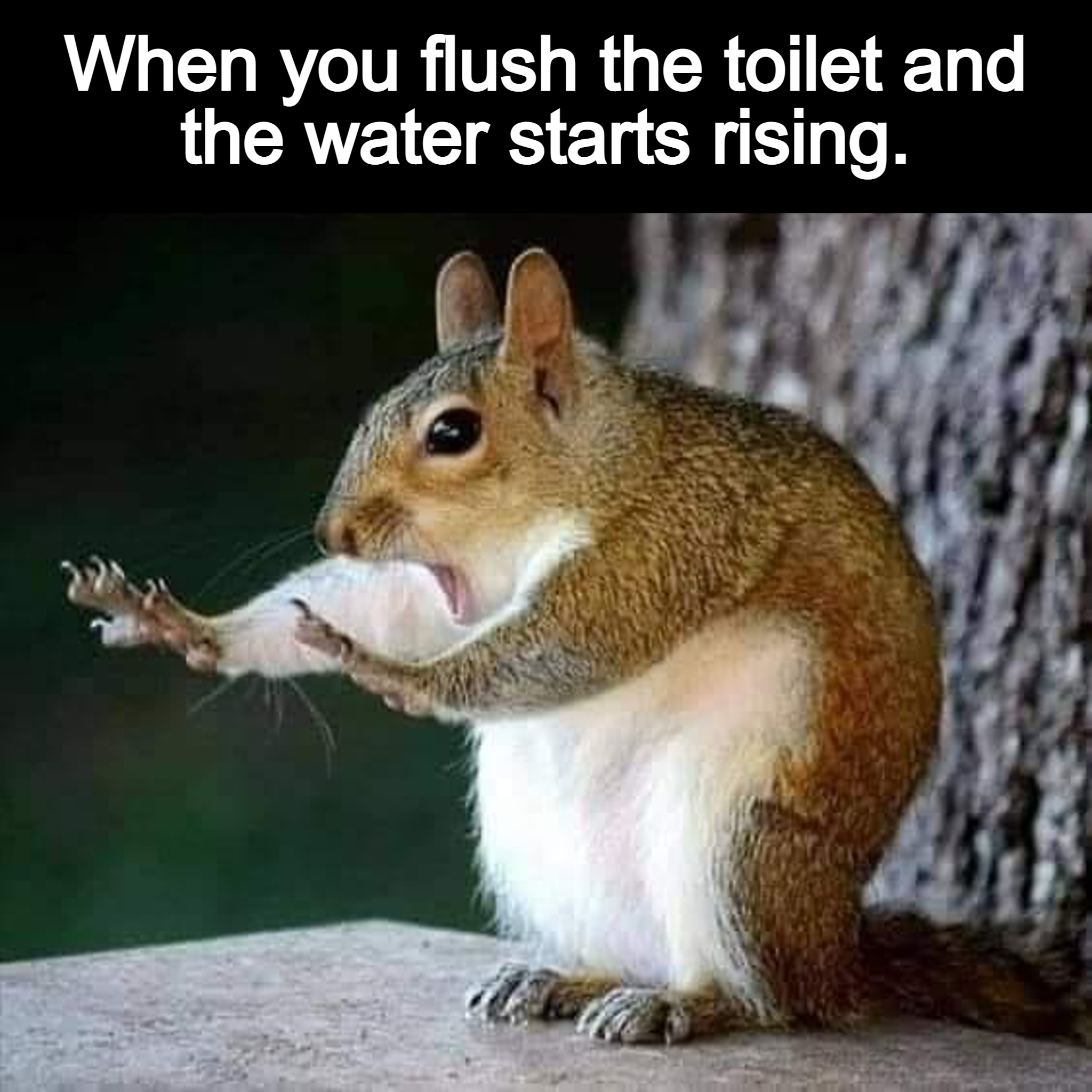 Monday Morning Randomness - flush the toilet the water rises - When you flush the toilet and the water starts rising.