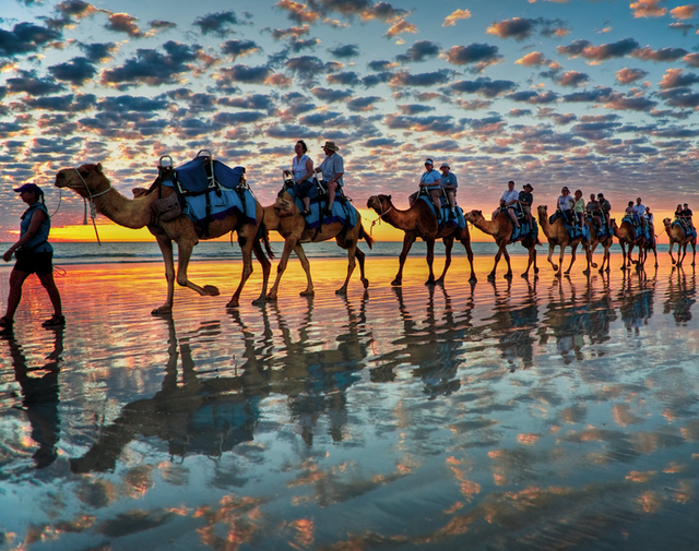 monday morning randomness -  camels at sunsets