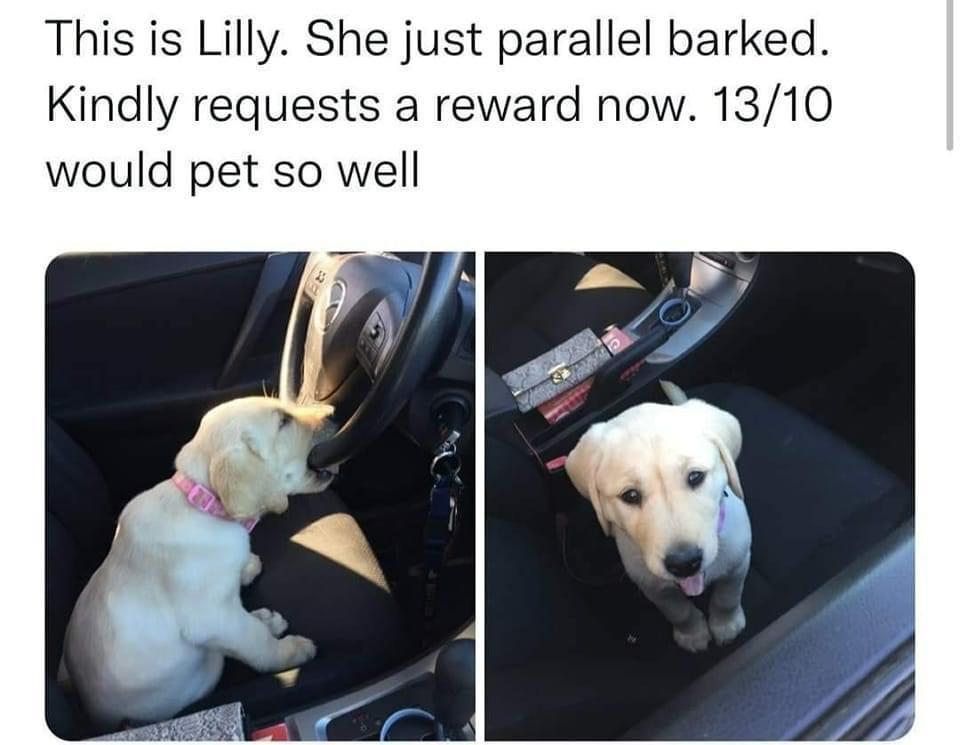 monday morning randomness -  photo caption - This is Lilly. She just parallel barked. Kindly requests a reward now. 1310 would pet so well e